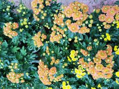 -东南花都花博园