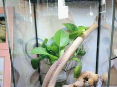 -华声天桥民俗文化园