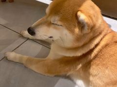 -柴务处·柴犬主题狗咖