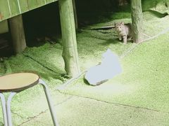 -呀路古热带植物园