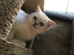 -瞄一喵猫咖(格力海岸店)