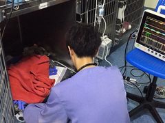 -泰洋动物医院·神经专科·磁共振·CT(天河公园总院)