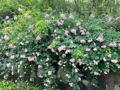 -铁山坪森林公园