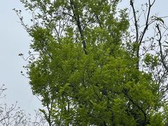 -盘龙城国家考古遗址公园