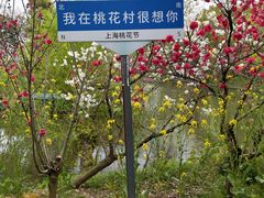 -南汇桃花村