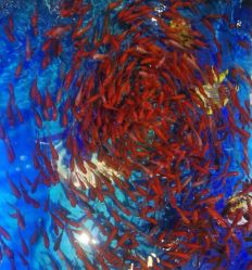 -宝贝王(许昌店)