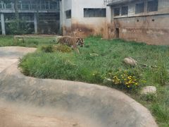 -昆明动物园