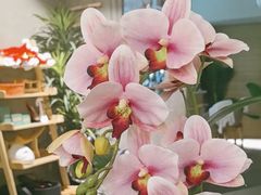 -施奈儿.洗头頭療.按摩SPA.采耳(上梅林店)