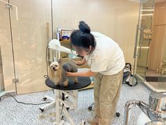 -momokira米努特·德文卷毛猫·棉花面纱犬