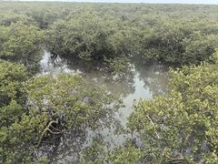 -北海金海湾红树林生态旅游区
