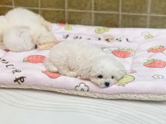 -帕帕拉兹宠物(亚洲旗舰店)