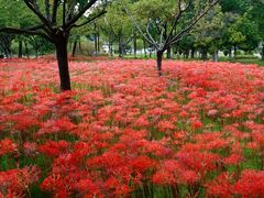 -白塘生态植物园