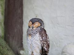 -吉隆坡雀鸟公园