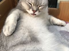 -猫小院猫主题咖啡厅(北锣店)