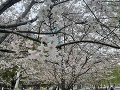 -西北湖绿化广场