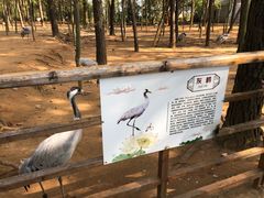 -鄱阳湖国家湿地公园