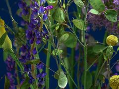 -荷兰布尔玛国际花艺学院