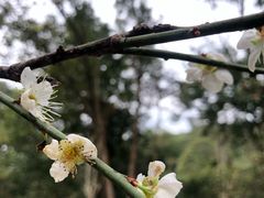 -广州市流溪河国家森林公园