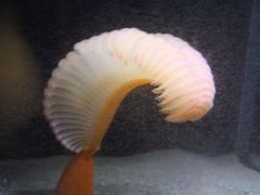 -西雅图水族馆