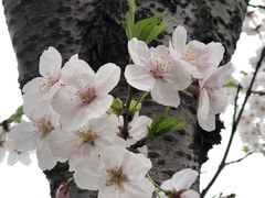 -高东镇樱花园