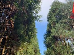 -玉苍山国家森林公园