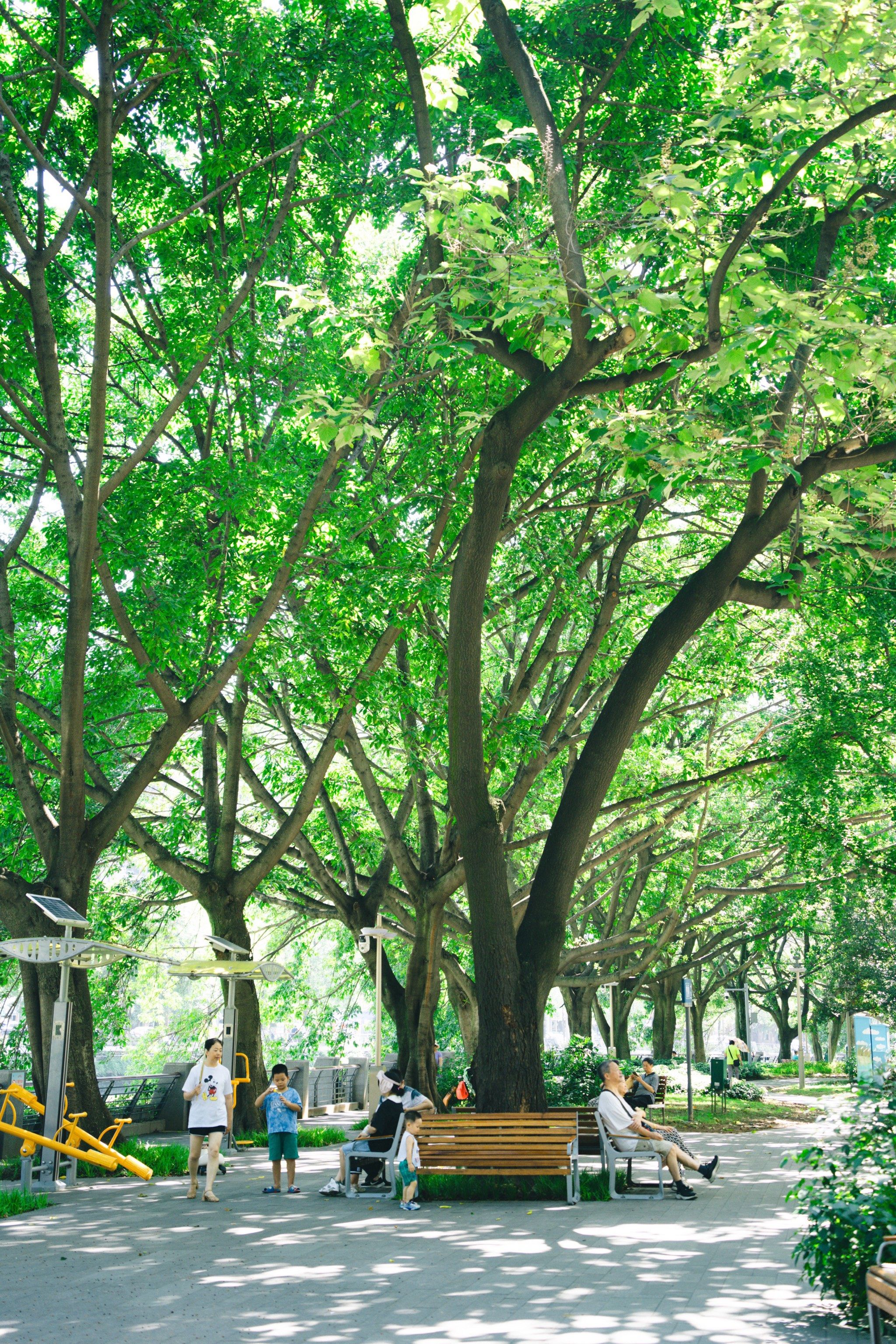 夏天,绿色,树荫