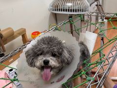 -北京观赏动物医院·24小时大型综合·猫专科·异宠专科