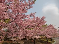 -顾村公园