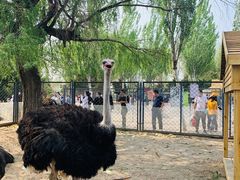 -长白岛森林公园