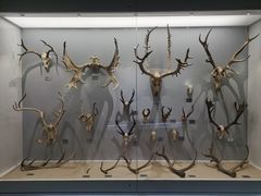 -北京麋鹿生态实验中心