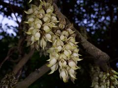 -清溪大王山森林公园