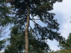 iphone_upload_pic-鲁山国家森林公园