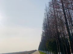 -上海海湾国家森林公园