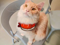 -豆逗聊愈猫阁Easy Life