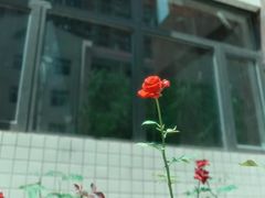 -西北大学(桃园校区)