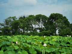 -嘉北郊野公园