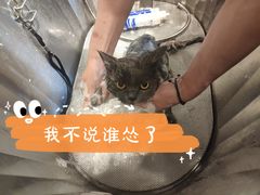 -PETKIT 小佩宠物·低压洗护·美容·寄养(安远店)