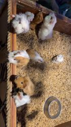 -酷嗒动物文化乐园(cutezoo西溪乐天城店)