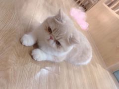 -滚猫咖啡·猫咖·猫友好撸猫(未来城店)