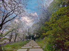 -苏州上方山国家森林公园