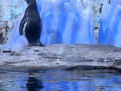-海合安青岛极地海洋公园