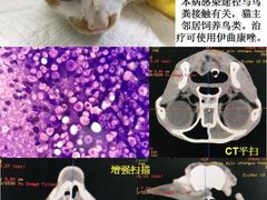 -爱侣宠医·鹦鹉专科·小型哺乳类·异宠专科(灵石路店)