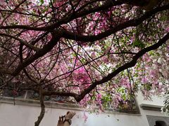 -深圳国际园林花卉博览园