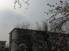 -桃花堤公园