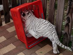 -太湖龙之梦