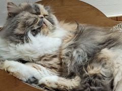 -有猫主题·治愈系猫咖(曾厝垵店)