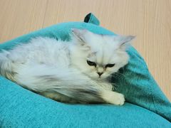 -Sweet cat·星愿猫咖(国贸大厦店)