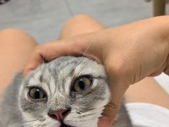 -美联众合爱康动物医院•复杂内科•肿瘤科•牙科•腔镜诊疗中心