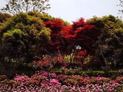 -上海鲜花港