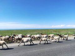 -青海湖国家重点风景名胜区